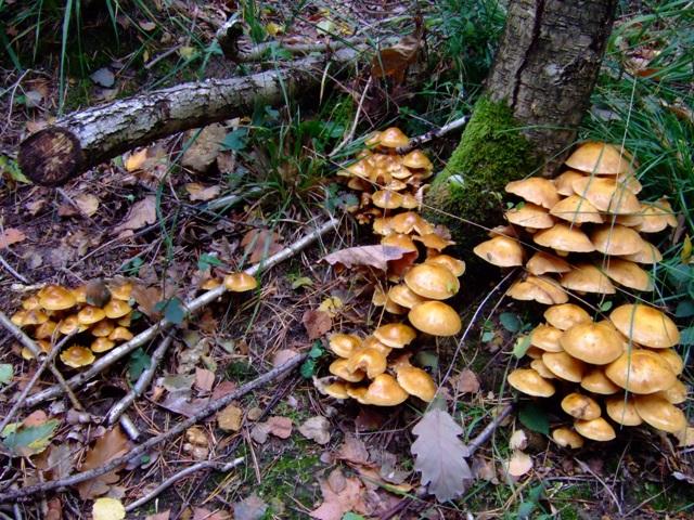 2008 10  Myco avec l 'ANY 12